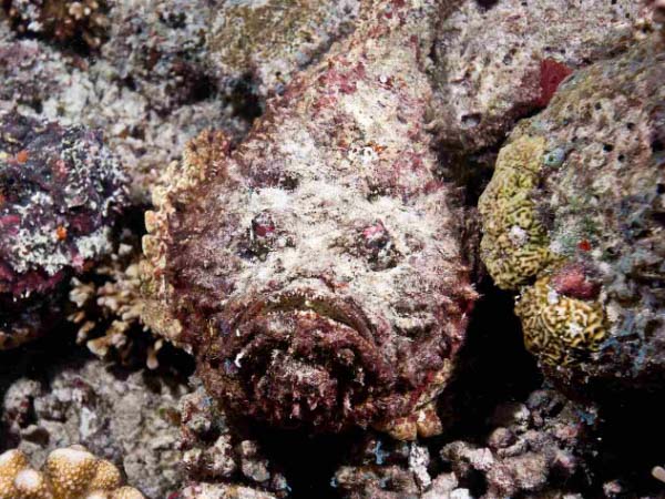 Red Sea Stonefish - Il maestro del travestimento